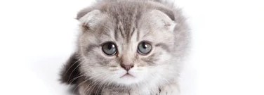 life-sciences-archive-cat-like-instincts-1761