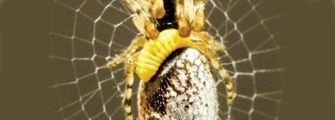 life-sciences-archive-diabolical-wasps-1761