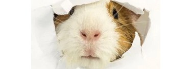 life-sciences-archive-animal-free-cosmetic-testing-1761