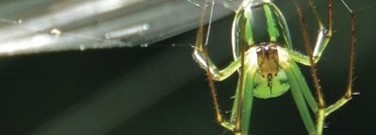 physical-science-archive-how-spiders-make-sense-1761