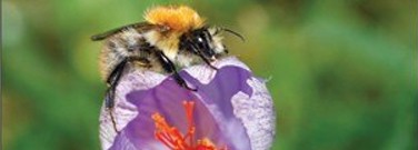 physical-science-archive-bees-flowers-communicate-1761