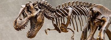 trex-crushing-bite-m-2220