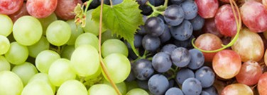 stem-careers-archive-career-spotlight-viticulturist-1761