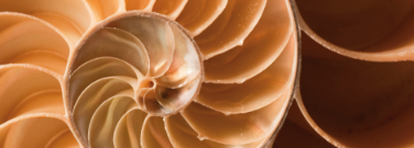 hd-natures-patterns-0324