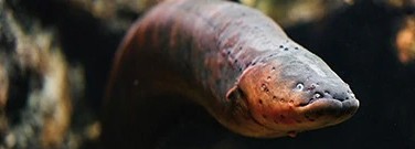 stem-archive-eel-inspired-power-source-1761