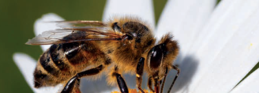 Powering the Future Through Plants, Panels, and Pollinators