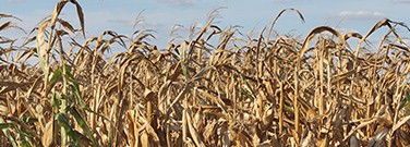 drought-technology-m-2220