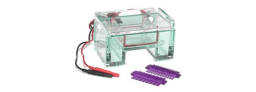 Gel Electrophoresis Reagents and Buffers