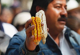 labreporter-corn