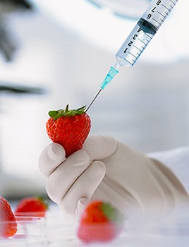 labreporter-strawberry