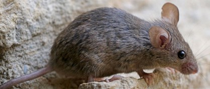 crispr-control-invasive-rodents-0173