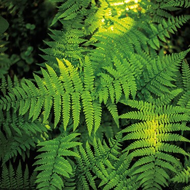 Fern Leaves