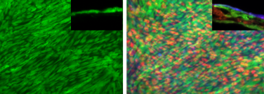 Figure 2. Single layer (left) and stacked (right) cell sheets fabricated on Nunc UpCell surfaces. Individual cell monolayers were pre-stained with CellTracker dyes for better visualization. Inset: Cross sectional view of the respective cell sheets.