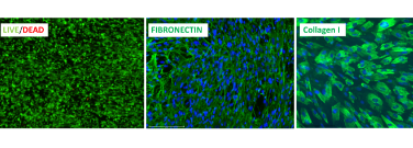 Figure 3. The cell sheets fabricated on Nunc UpCell surfaces were stained for live cell population and ECM proteins, fibronectin, and collagen I. Images were captured using the EVOS M7000 imaging system.