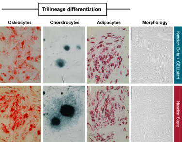 Figure 1. Nunclon Supra surfaces support MSC attachment and differentiation potential to adipocytes (Oil Red O staining), chondrocytes (Alcian Blue staining), and osteocytes (Alizarin Red staining).