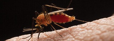 protein-id-zika-virus-battle