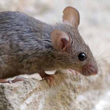 crispr-control-invasive-rodents-376-0173