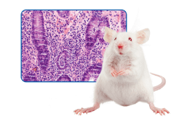 cancer-colitis-model-category-20-1821 Reagents for Colon Cancer and Colitis Models