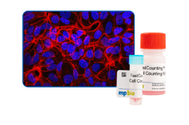 Model Establishment Verification and Cell and Tissue Analysis