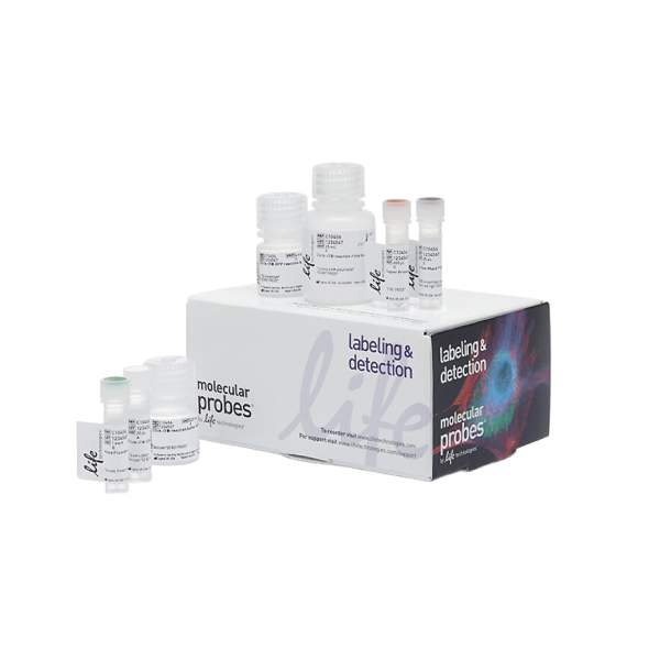 Get 15% Off Imaging and Flow Cytometry Reagents and Antibodies