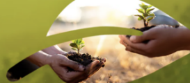 Sustainability Services Sustainability Services